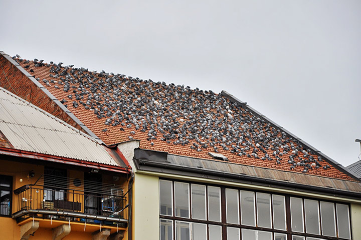 A2B Pest Control are able to install spikes to deter birds from roofs in Harrow. 