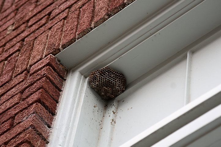 We provide a wasp nest removal service for domestic and commercial properties in Harrow.